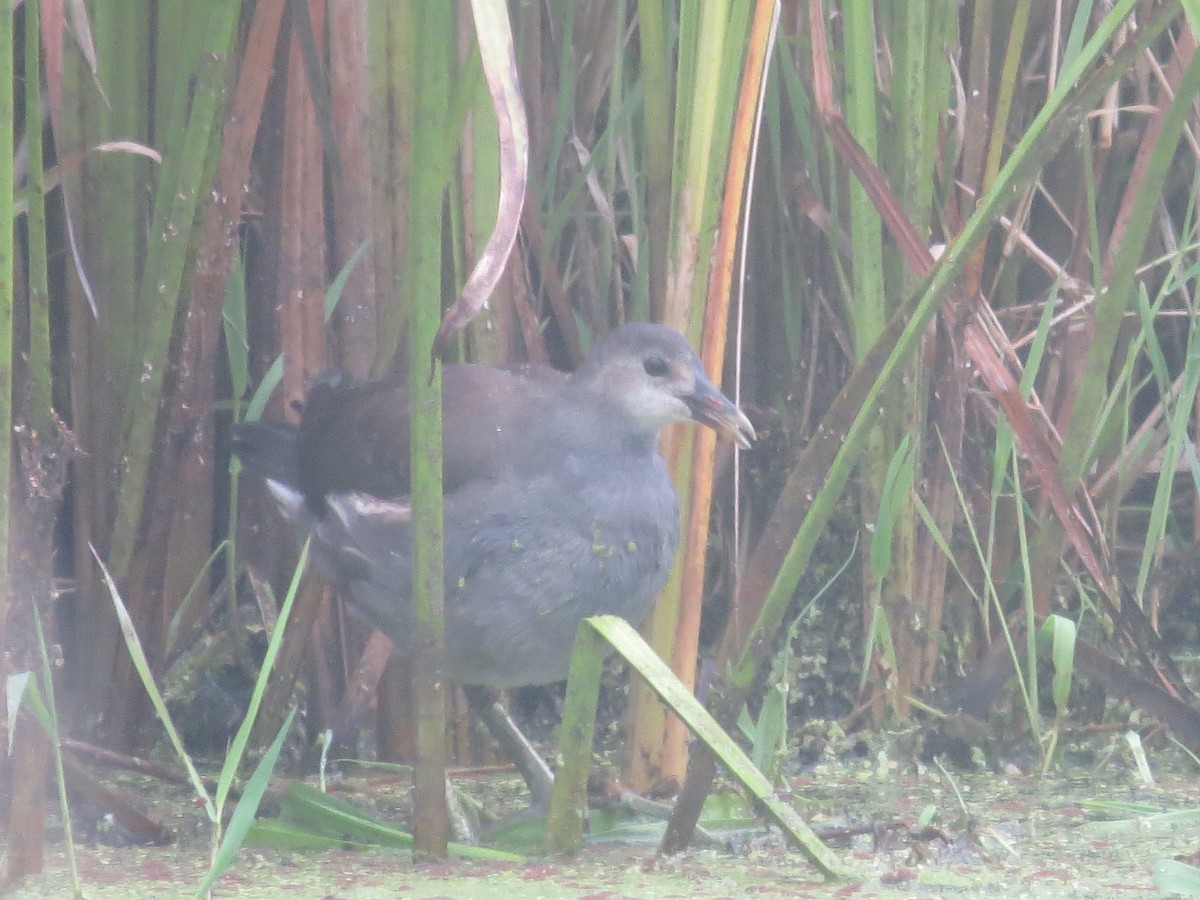 Common Gallinule - ML641358591