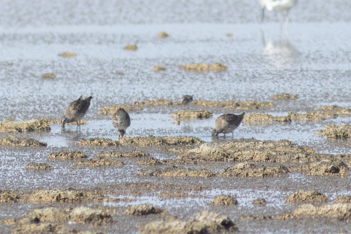 Short-billed Dowitcher - ML641358624