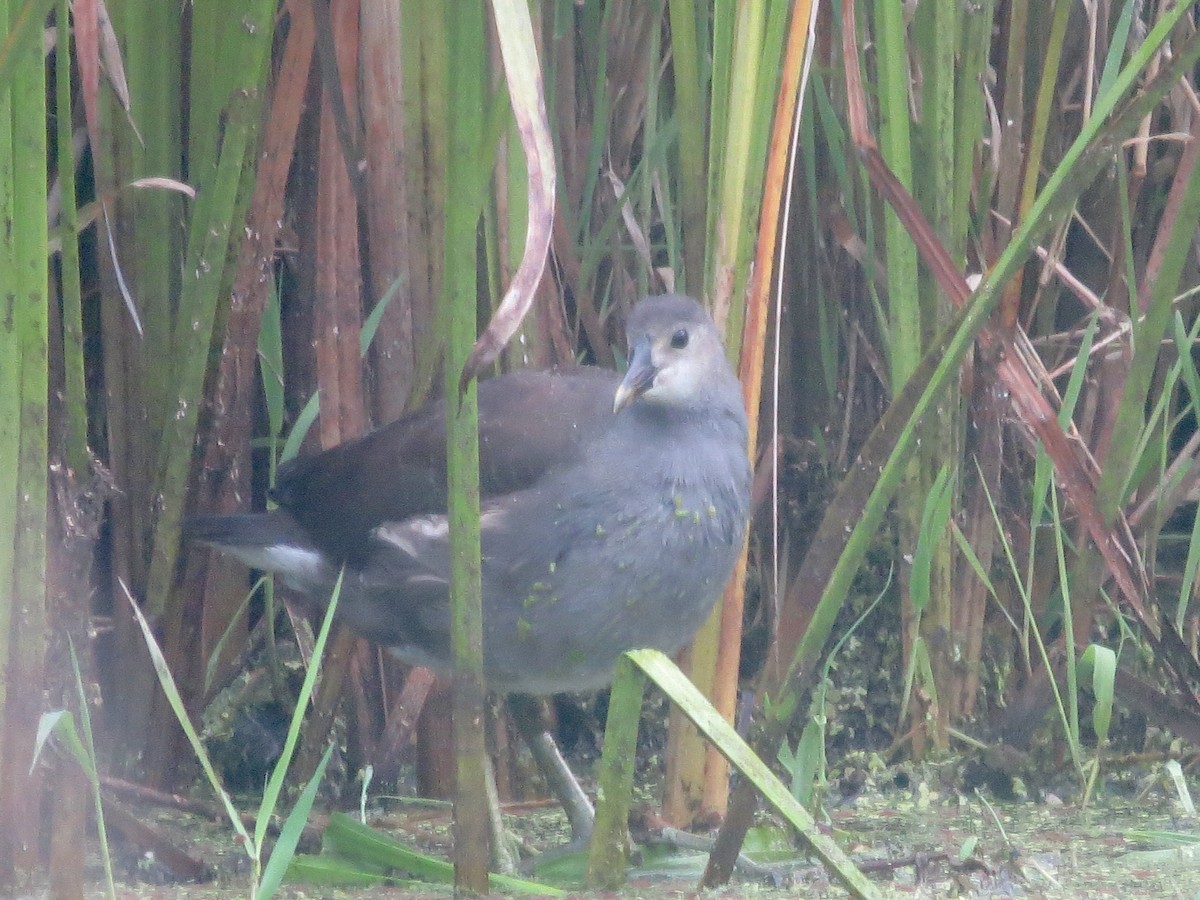 Common Gallinule - ML641358628