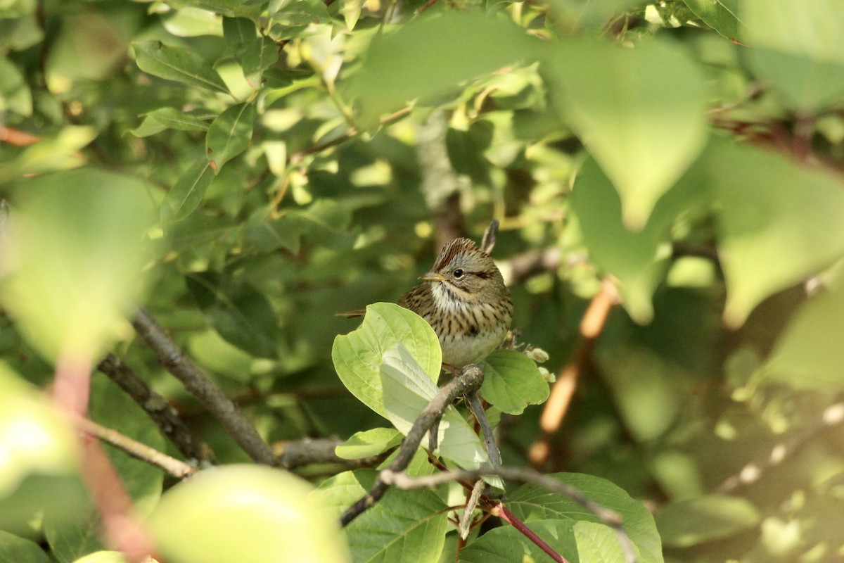 Lincoln's Sparrow - ML641358629