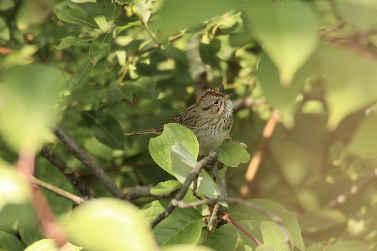 Lincoln's Sparrow - ML641358630