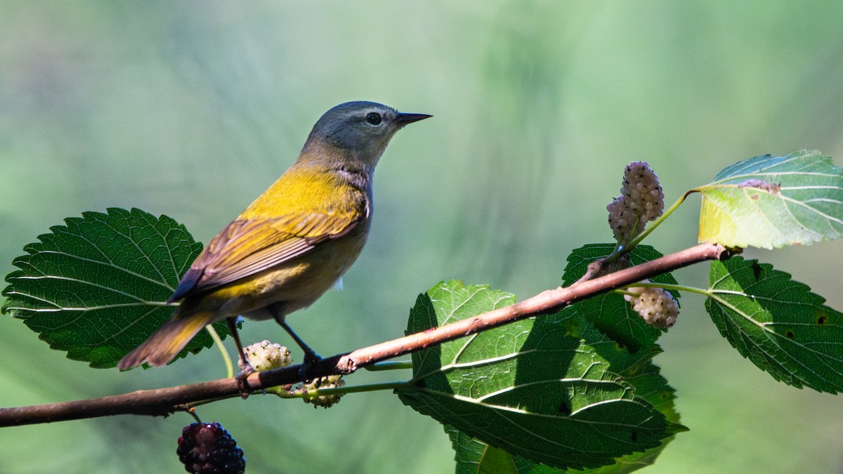 Tennessee Warbler - ML641358633