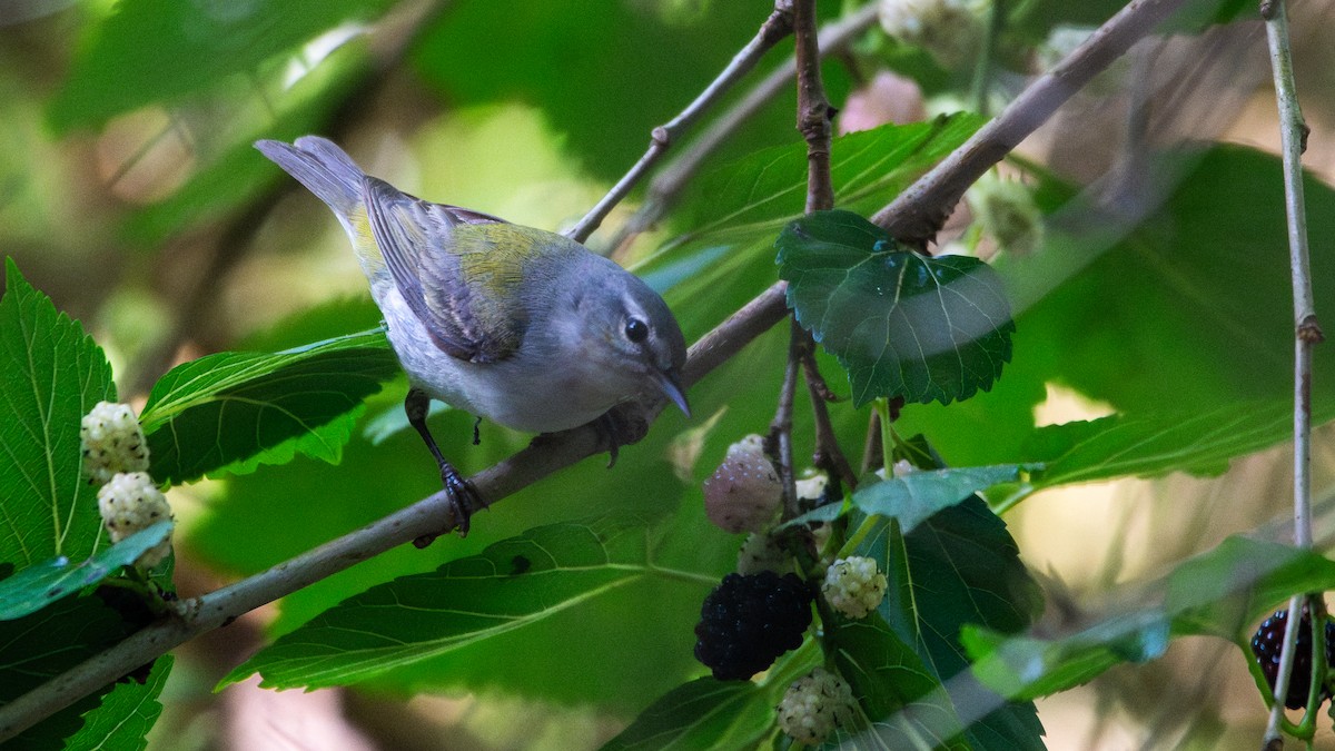 Tennessee Warbler - ML641358634