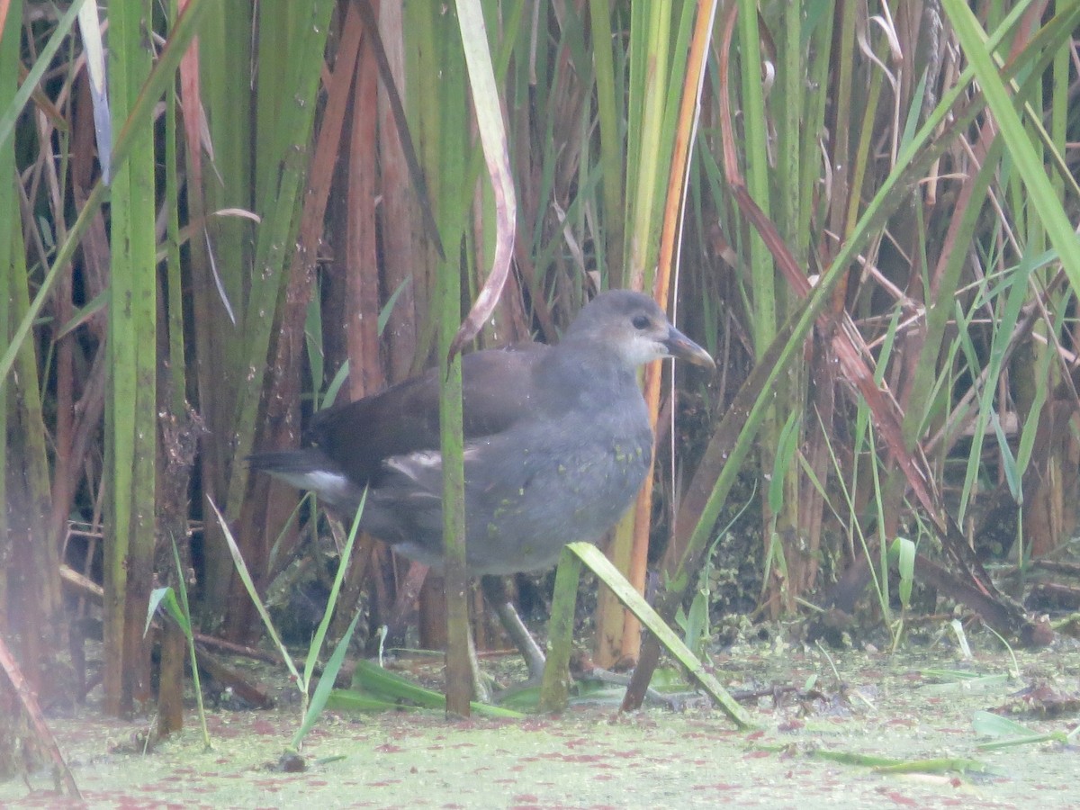 Common Gallinule - ML641358653