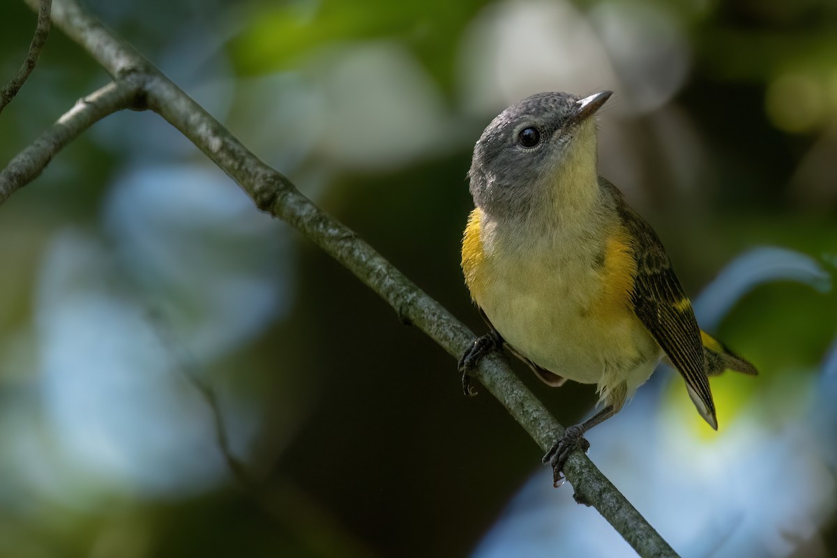 American Redstart - ML641358675