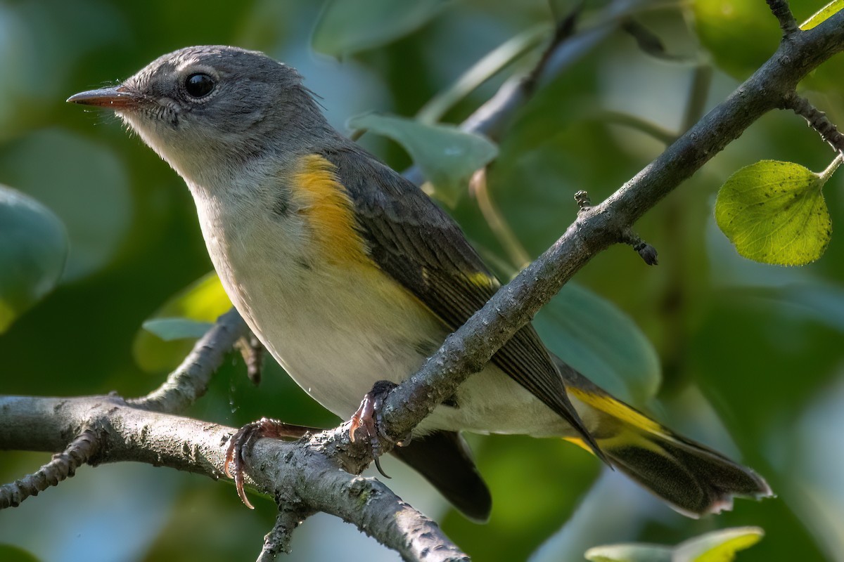 American Redstart - ML641358676