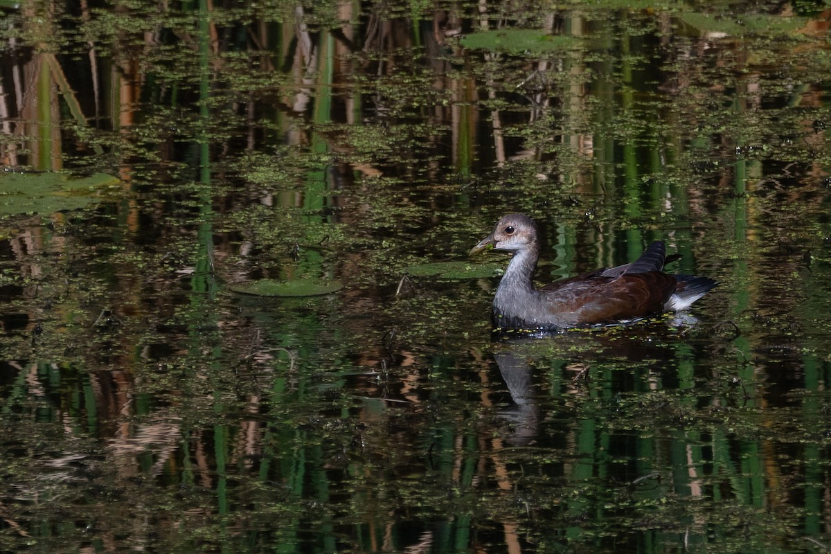 Common Gallinule - ML641358680