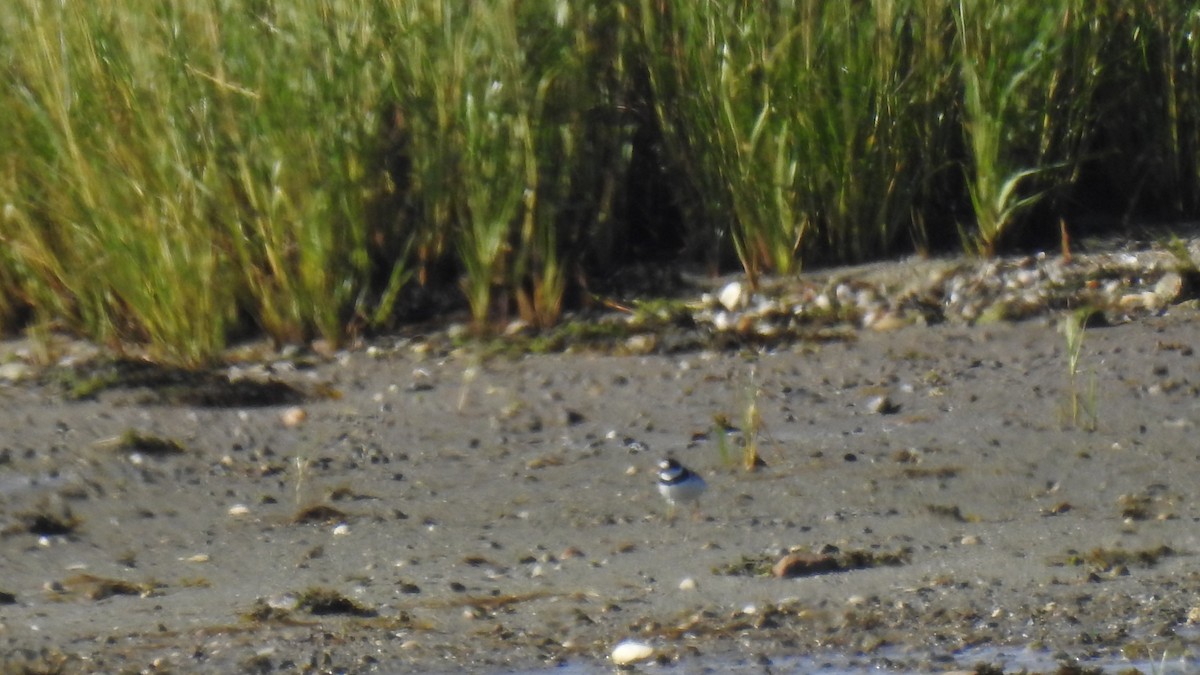 Semipalmated Plover - ML641358682