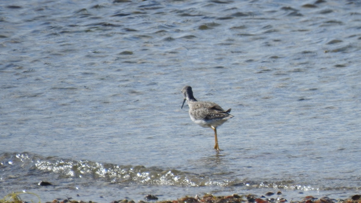Greater Yellowlegs - ML641358687