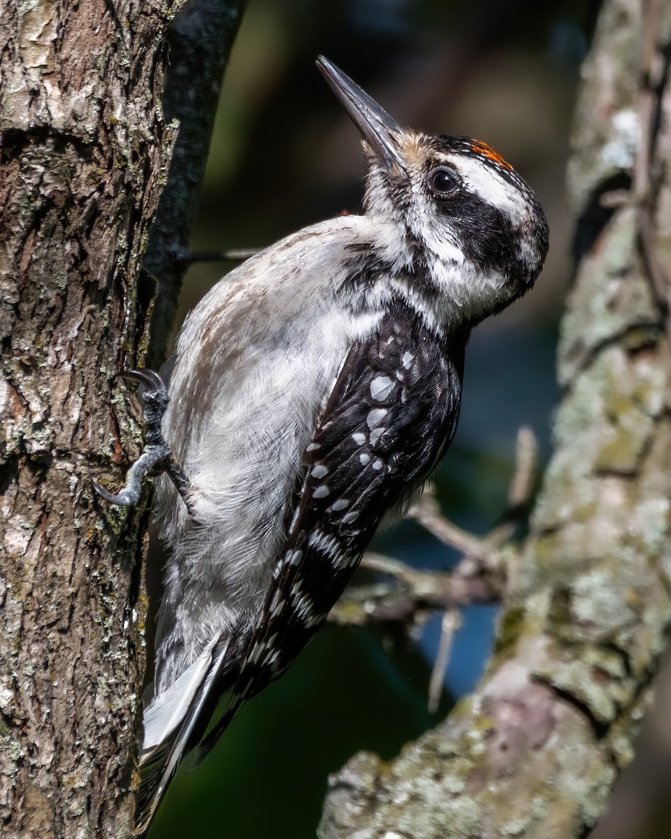 Hairy Woodpecker - ML641358692