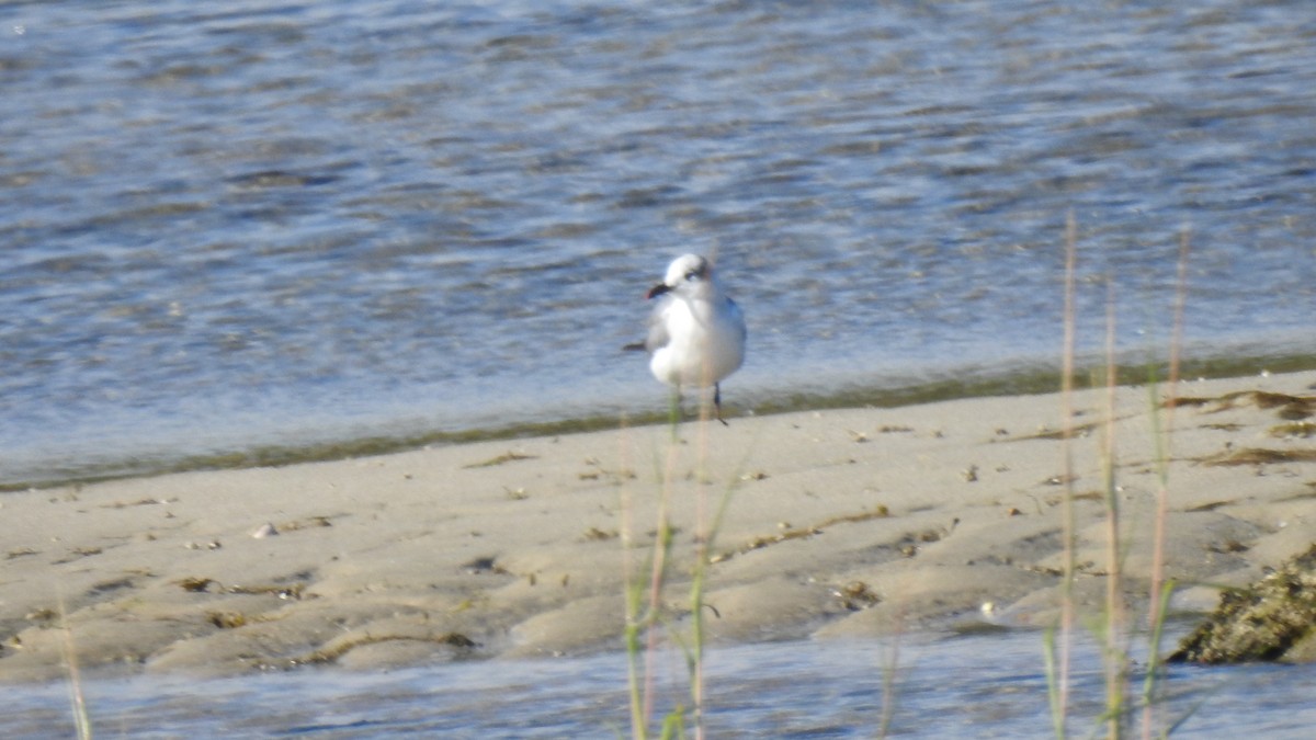 Laughing Gull - ML641358704