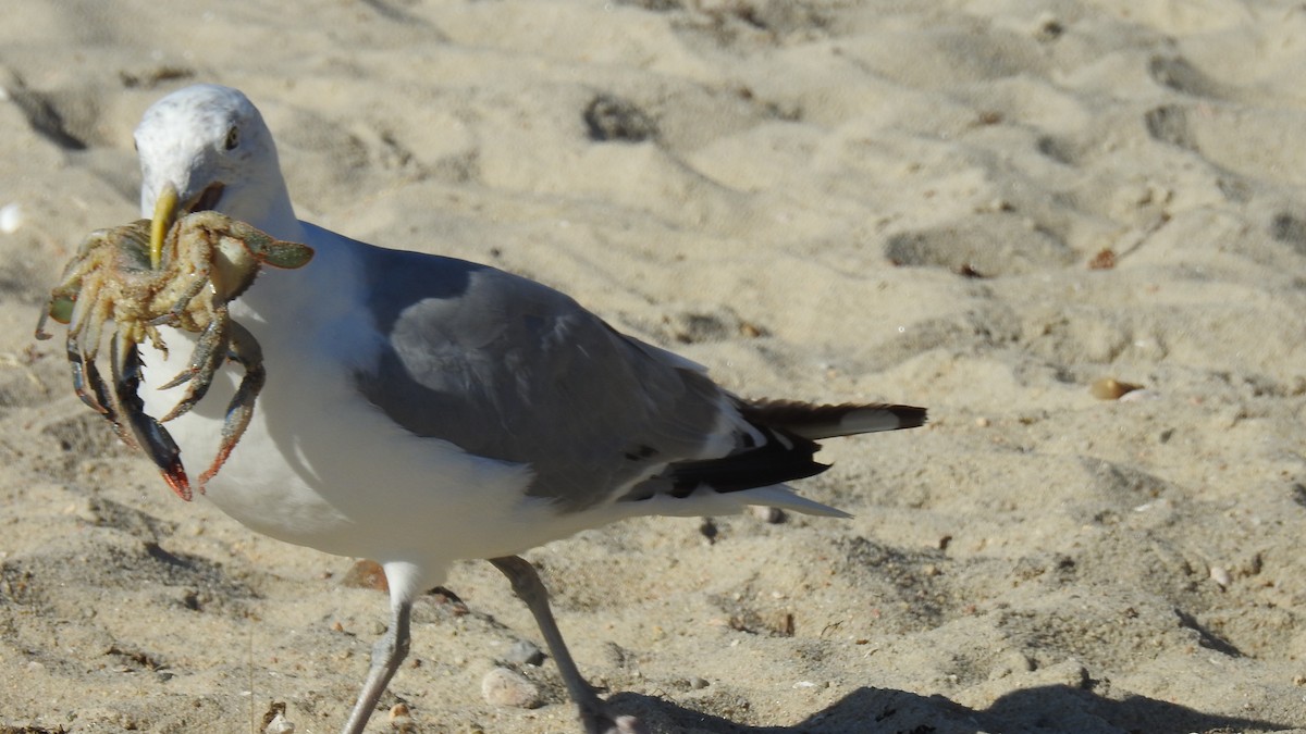 American Herring Gull - ML641358717
