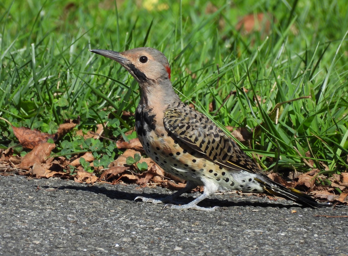 Northern Flicker - ML641358722