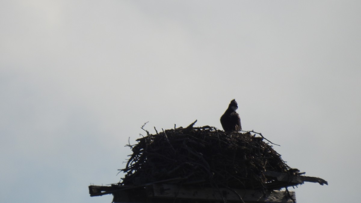 Osprey - ML641358727
