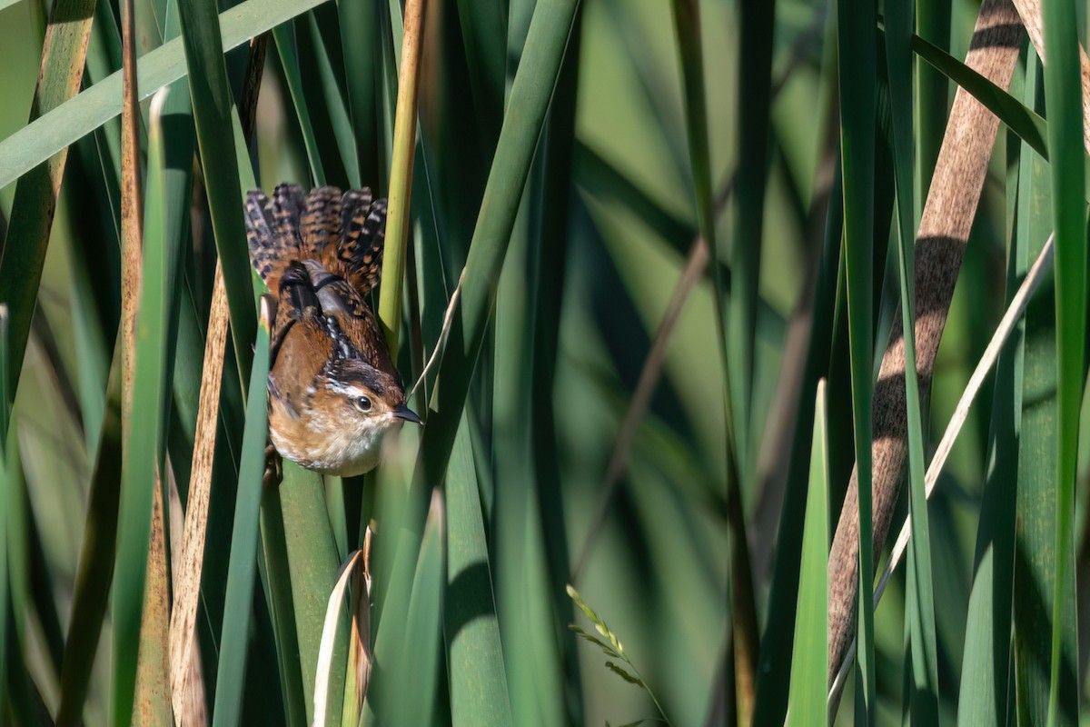 Marsh Wren - ML641358734