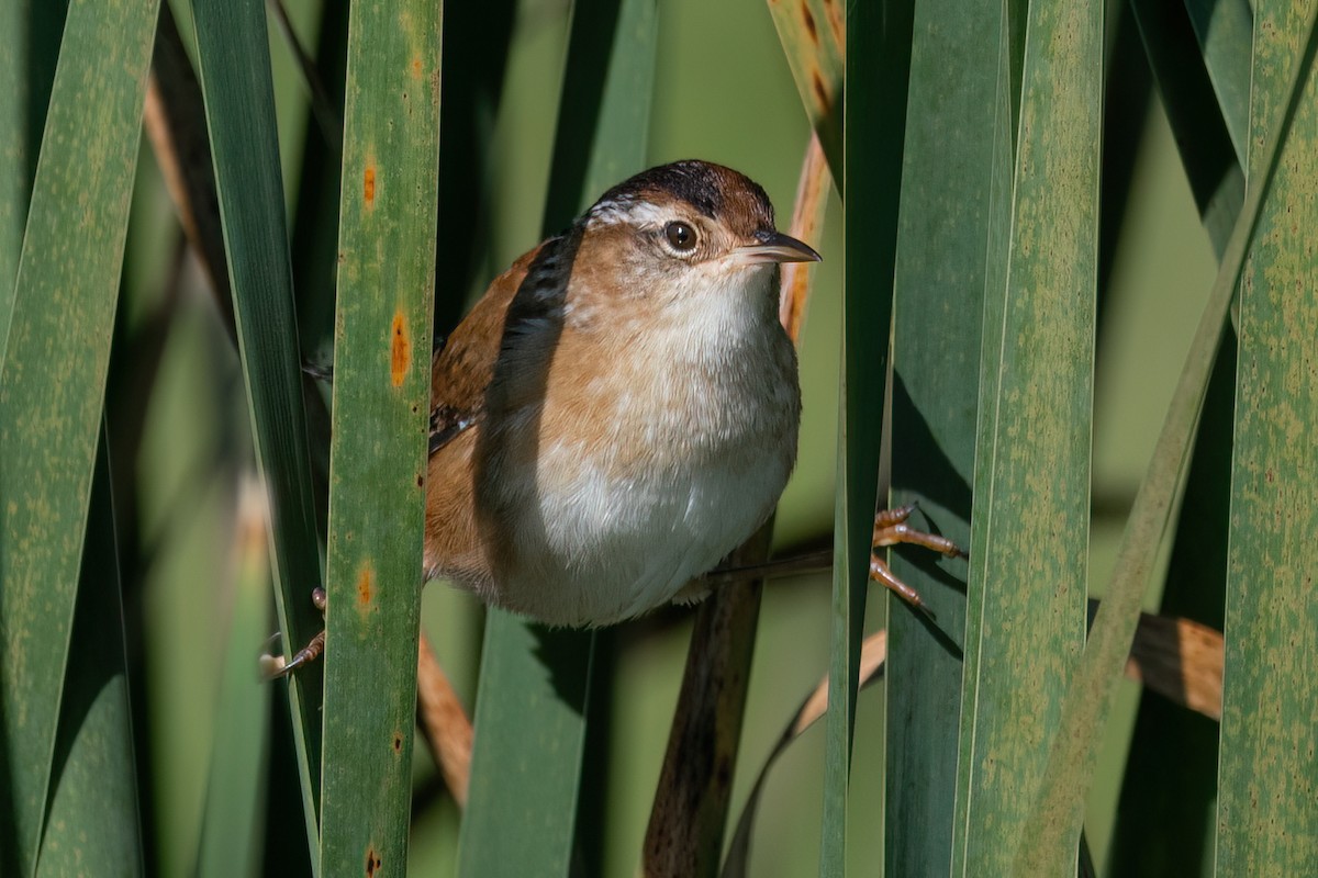 Marsh Wren - ML641358735