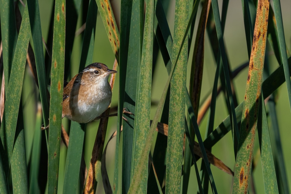 Marsh Wren - ML641358736