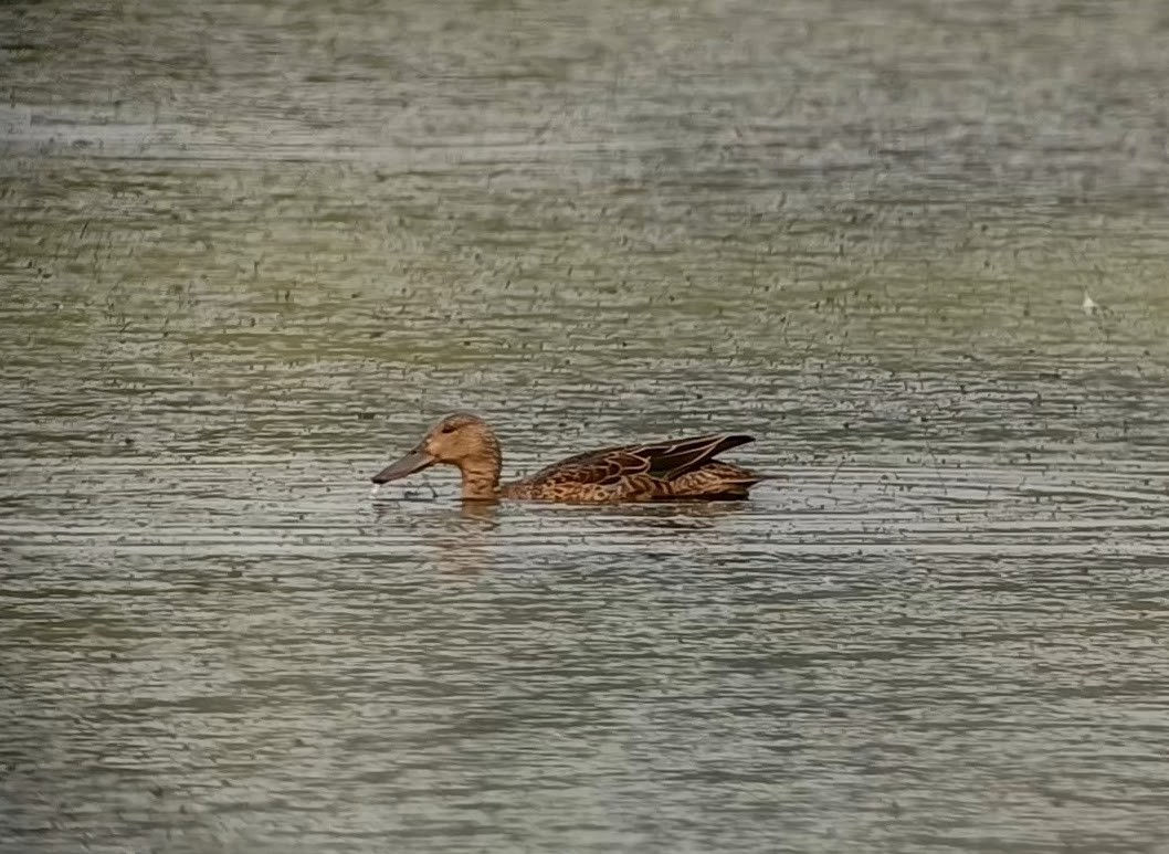 Cinnamon Teal - ML641358744