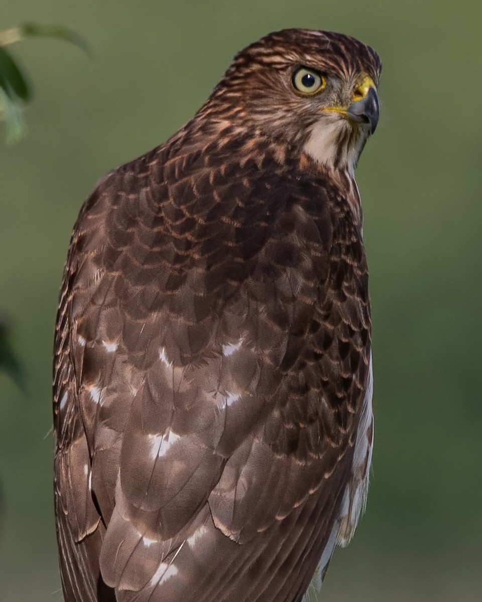 Cooper's Hawk - ML641358746