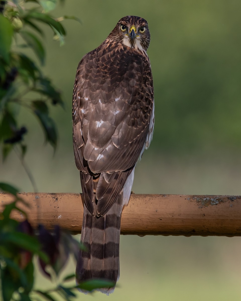 Cooper's Hawk - ML641358747