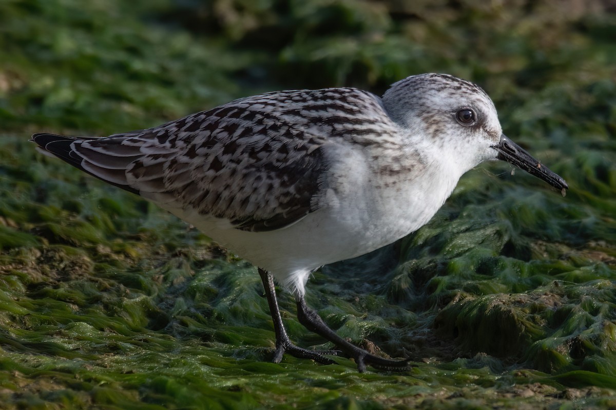 Sanderling - ML641358767