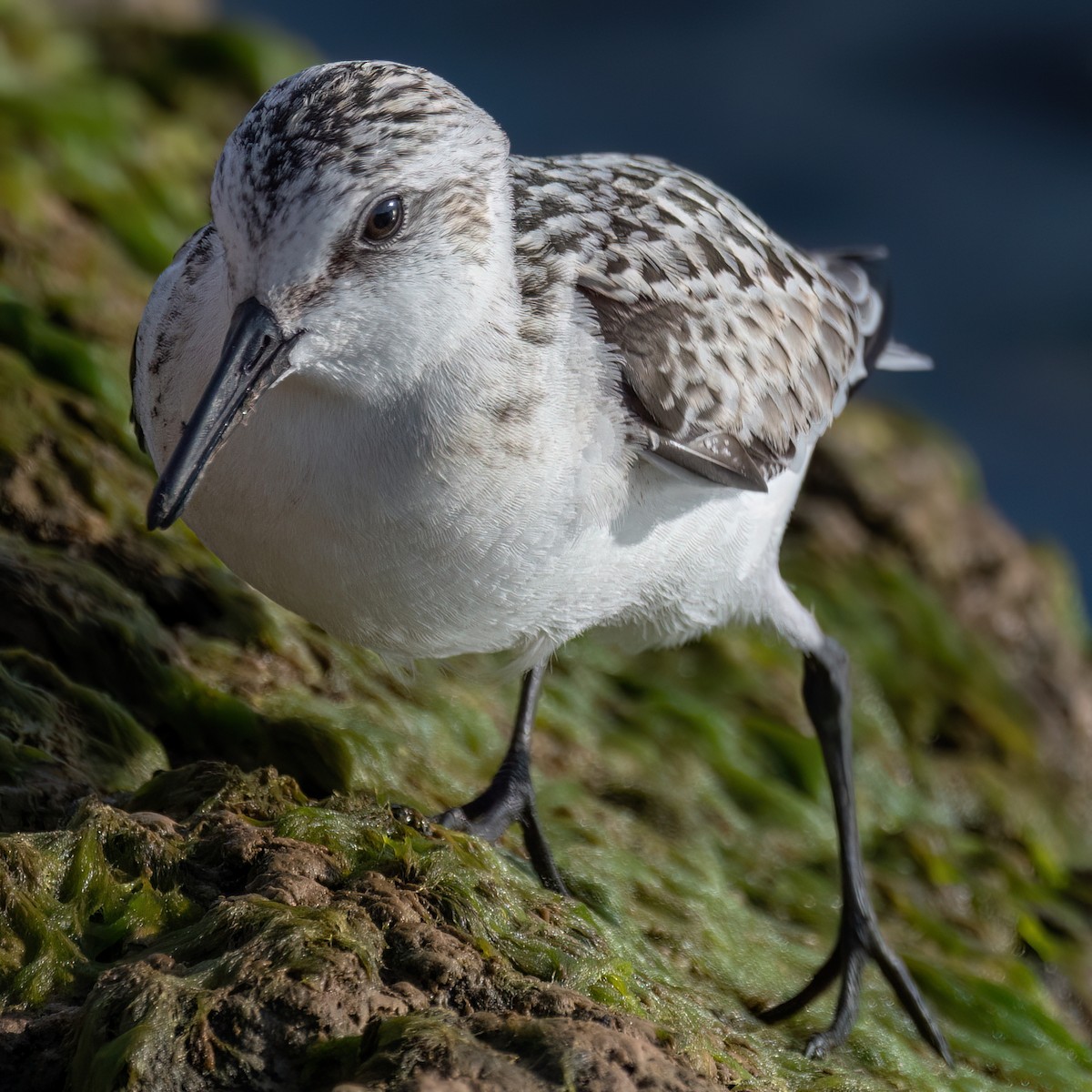 Sanderling - ML641358768