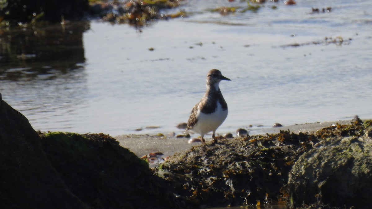 Ruddy Turnstone - ML641358776