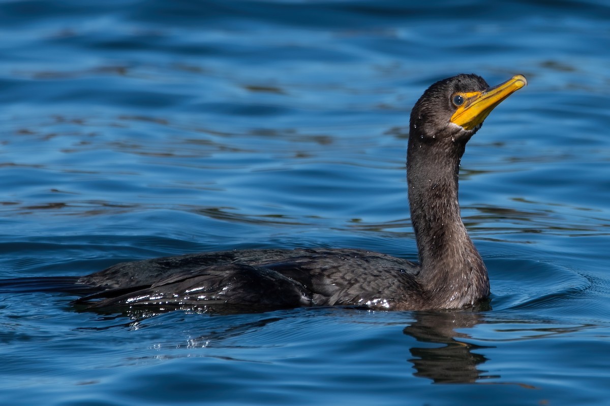 Double-crested Cormorant - ML641358779