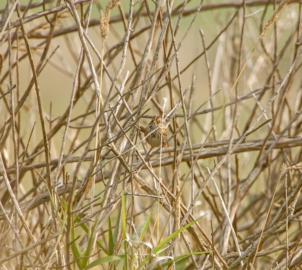 Lincoln's Sparrow - ML641358795