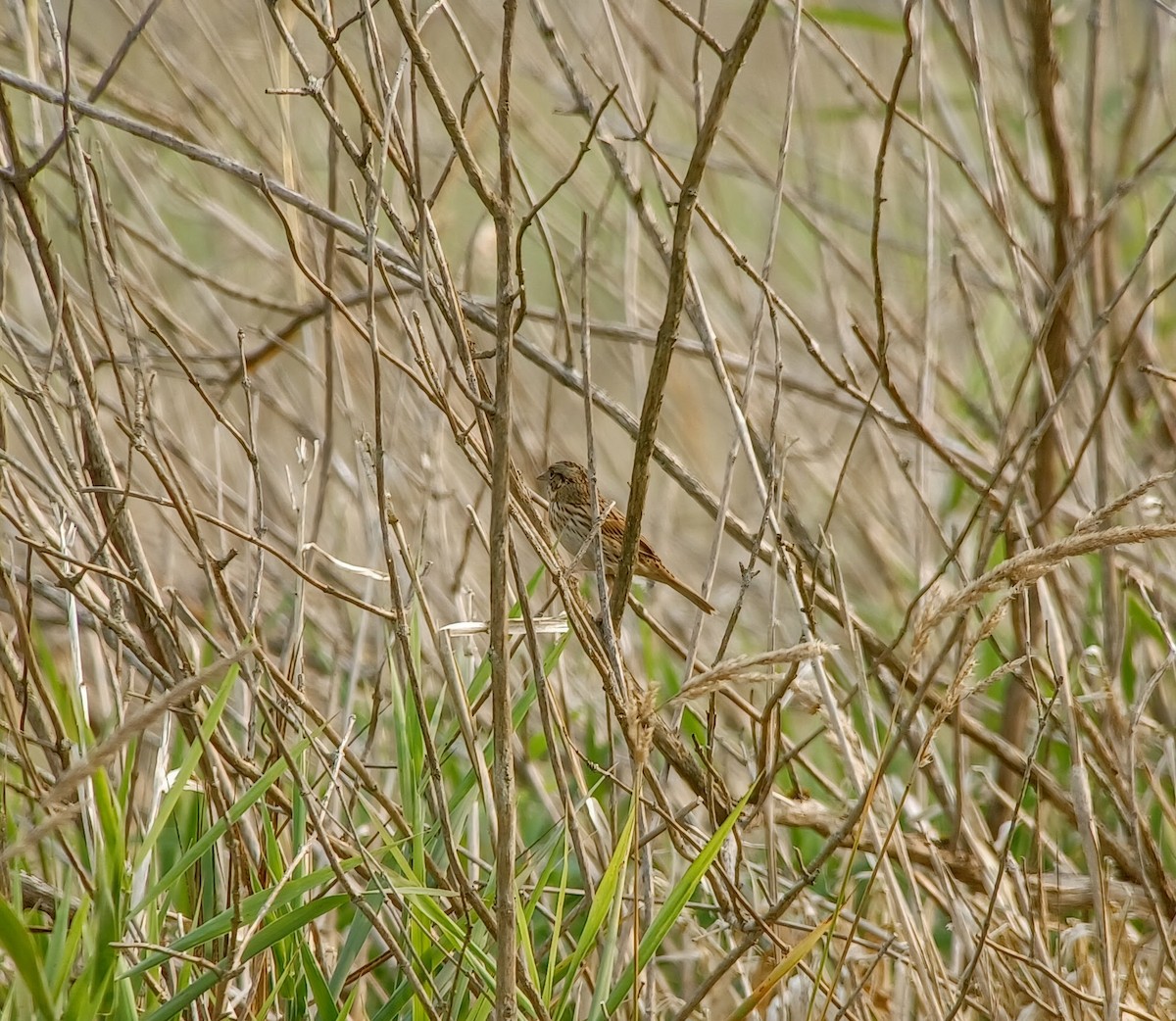 Lincoln's Sparrow - ML641358797