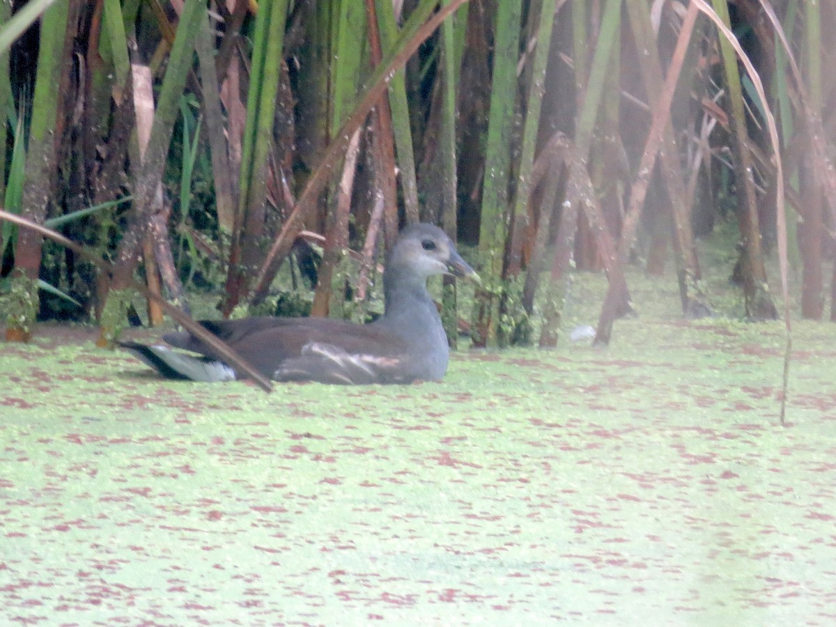 Common Gallinule - ML641358804