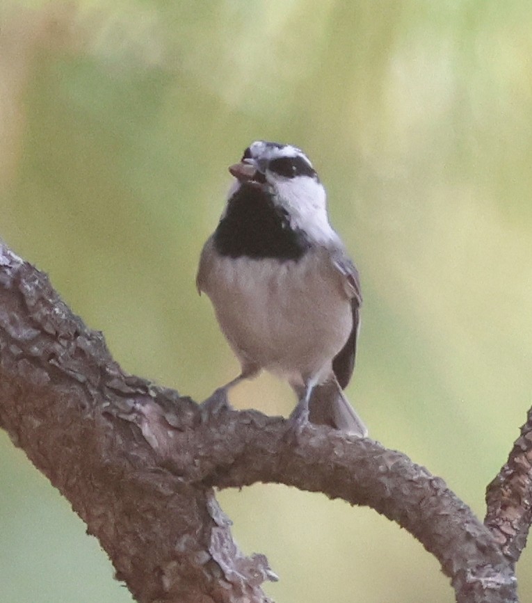 Mésange de Gambel - ML641358829