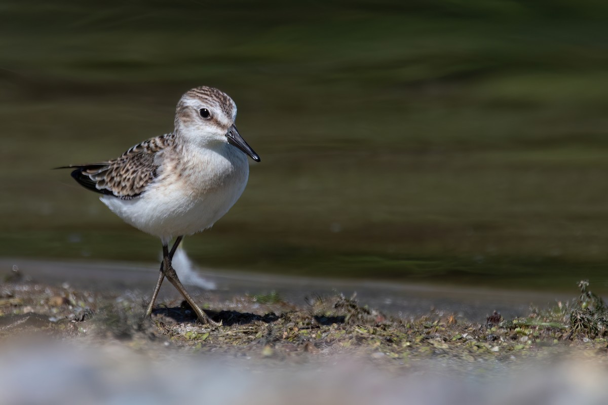 Semipalmated Sandpiper - ML641358852