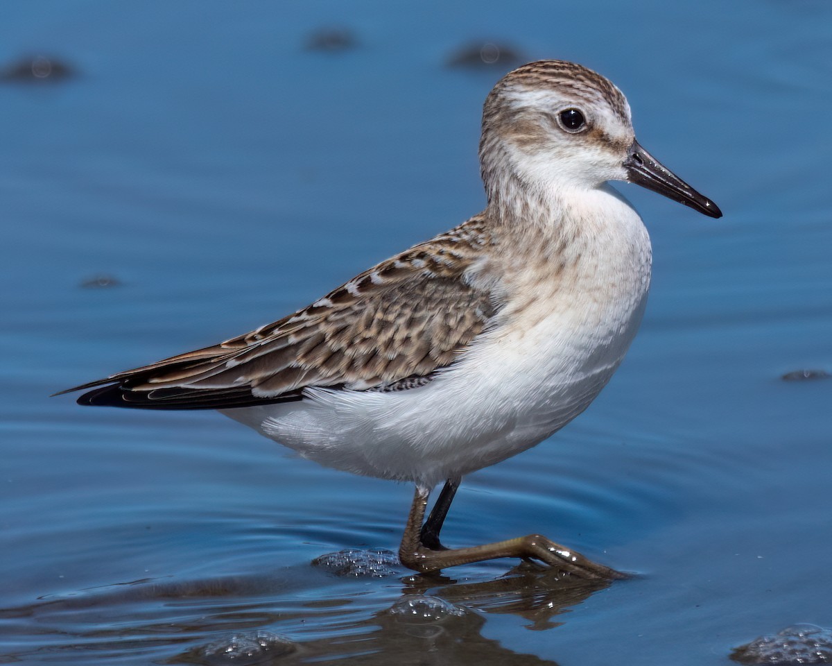 Semipalmated Sandpiper - ML641358853