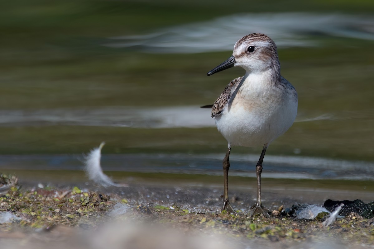 Semipalmated Sandpiper - ML641358854