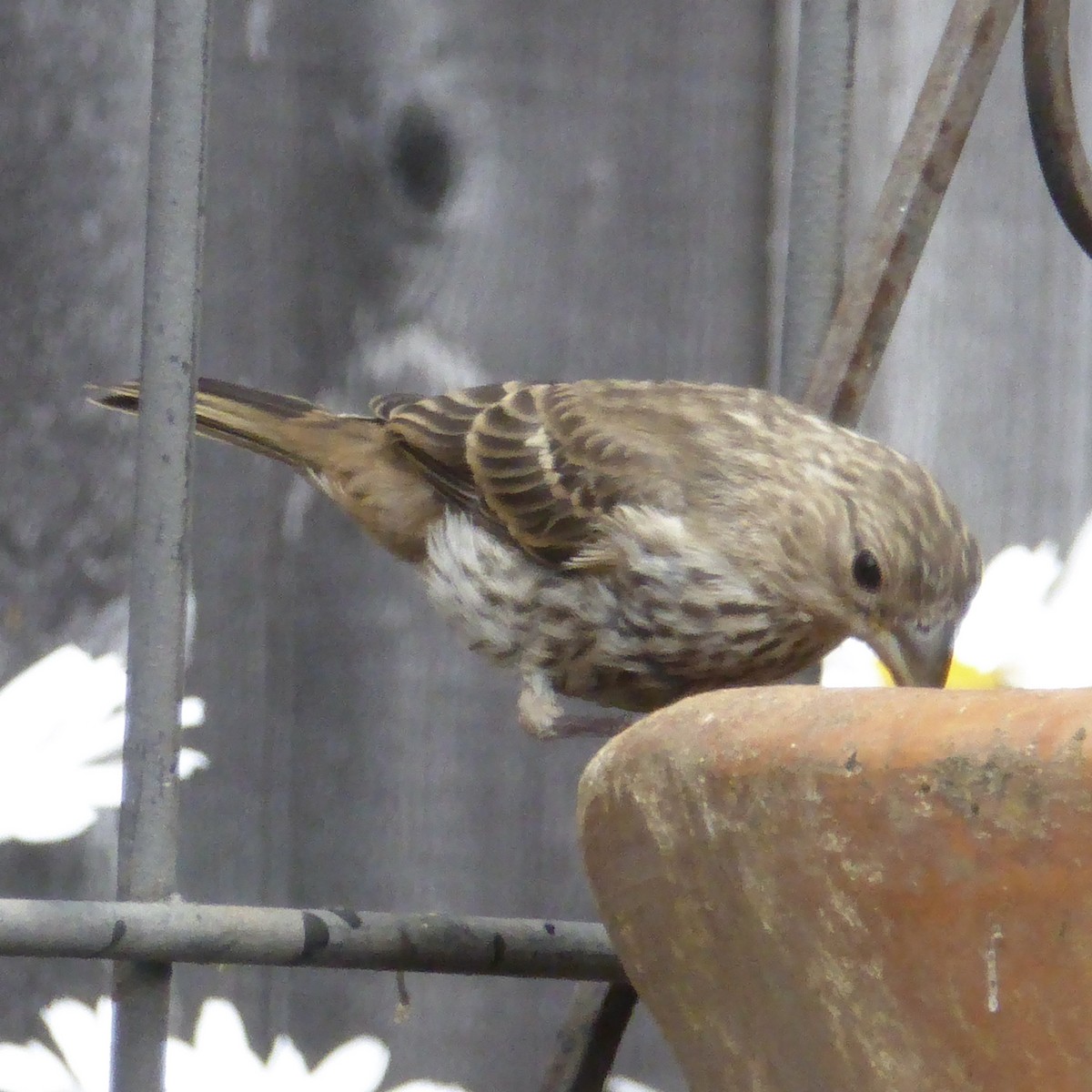 Pine Siskin - ML641358860