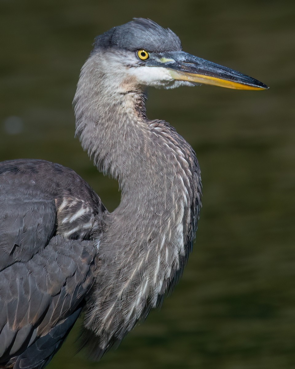 Great Blue Heron - ML641358875