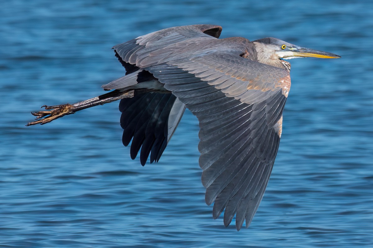 Great Blue Heron - ML641358876