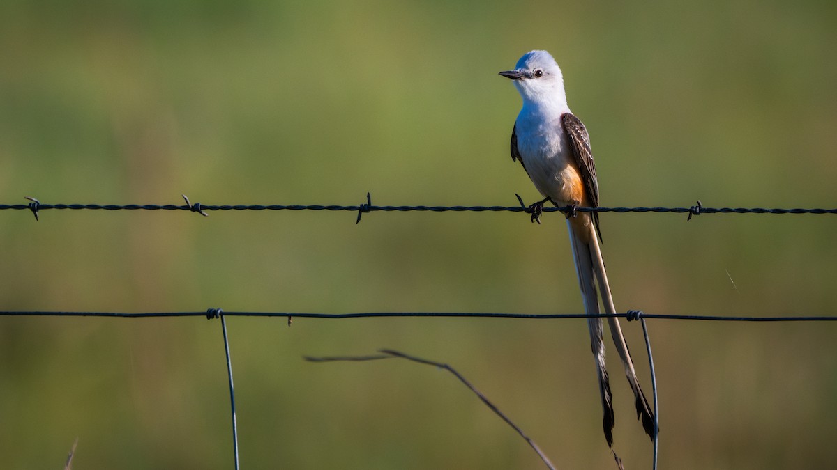 Scissor-tailed Flycatcher - ML641358881