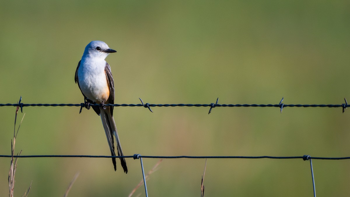 Scissor-tailed Flycatcher - ML641358882