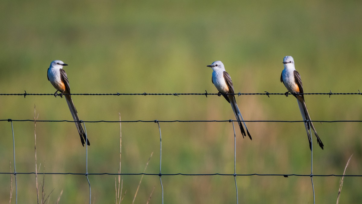 Scissor-tailed Flycatcher - ML641358884