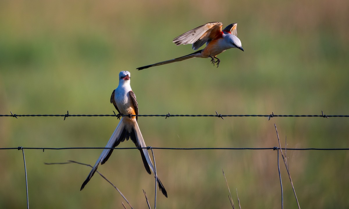 Scissor-tailed Flycatcher - ML641358885