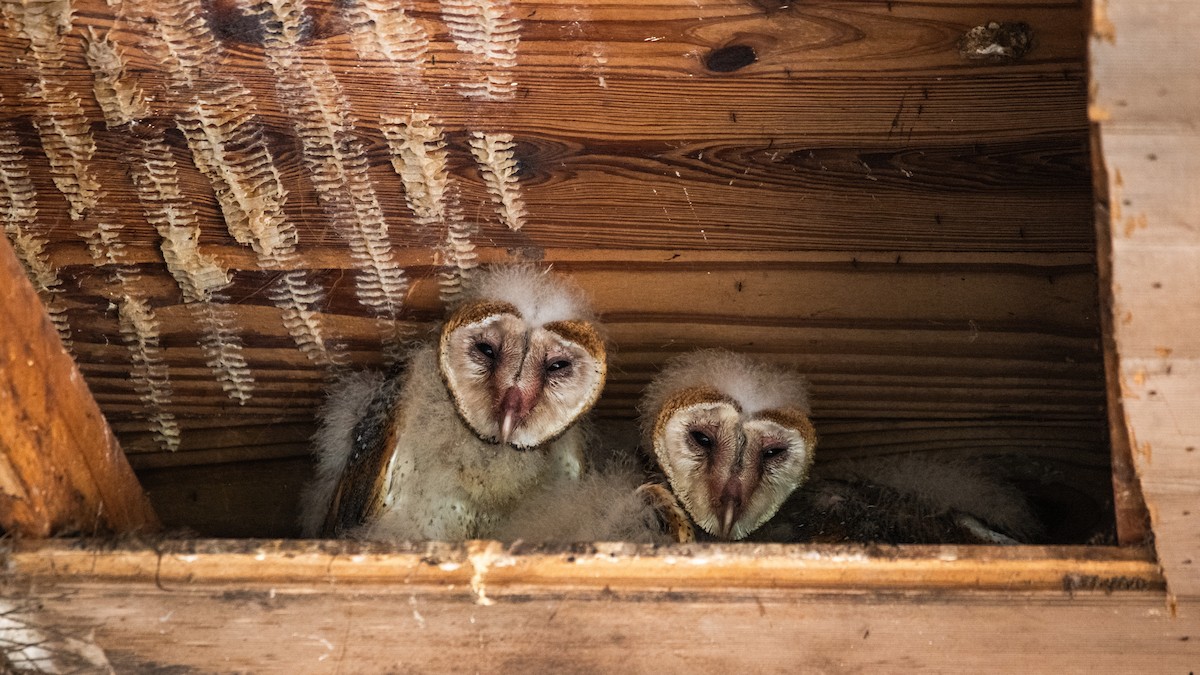 American Barn Owl - ML641358895