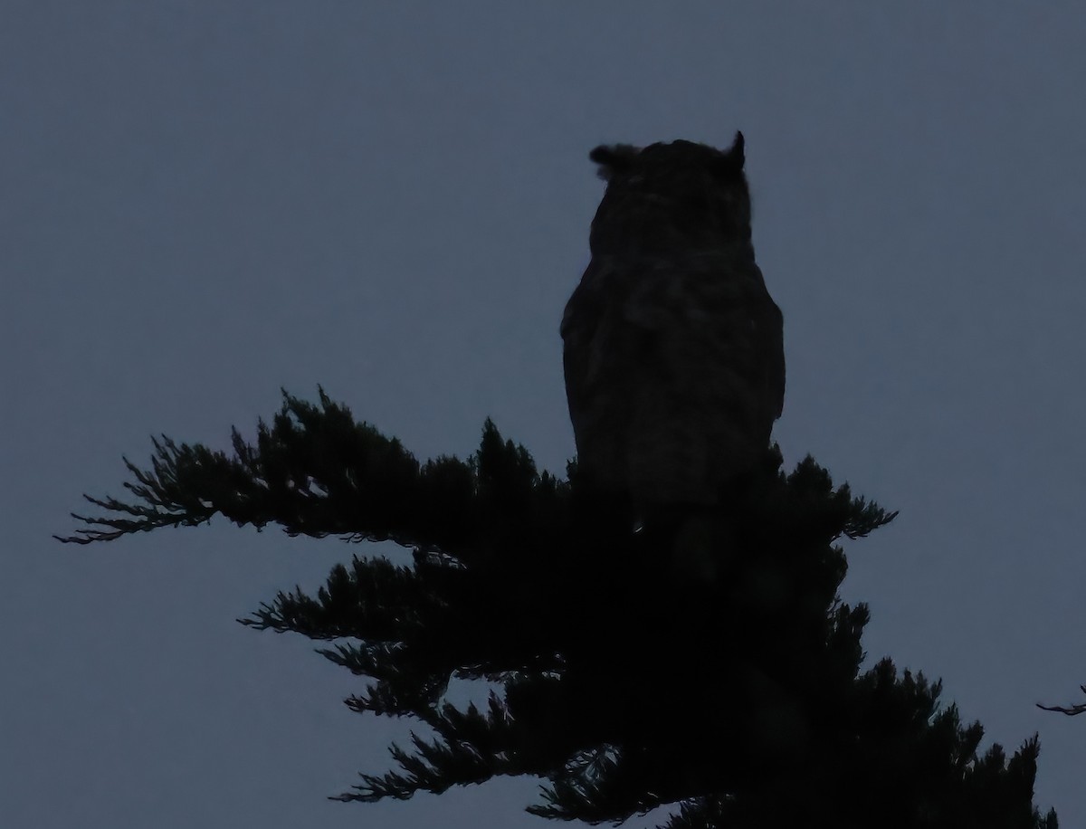 Great Horned Owl - ML641358907