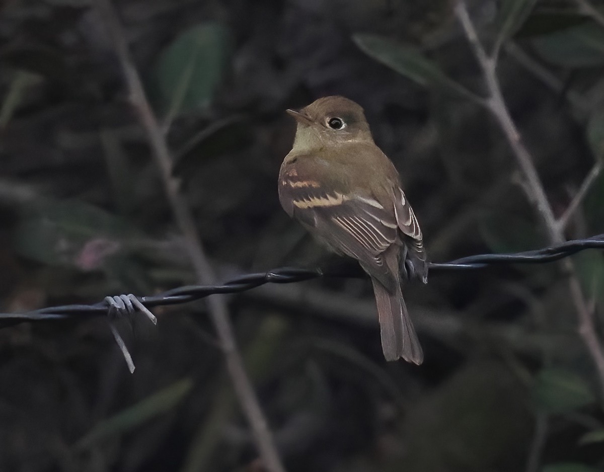 Western Flycatcher (Pacific-slope) - ML641358912