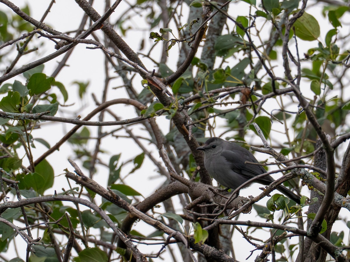 kattespottefugl - ML641358933