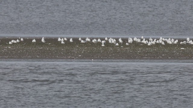 Least Tern - ML641358939