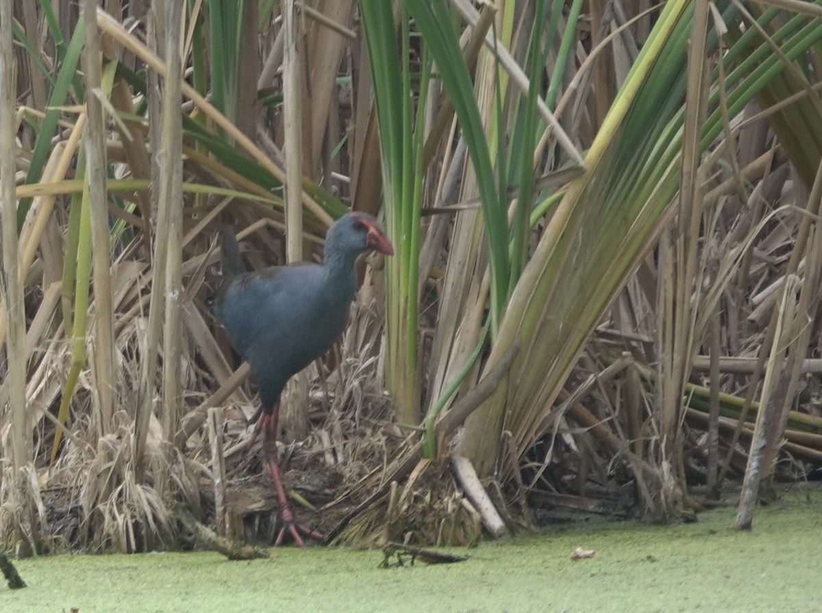 Philippine Swamphen - ML641358952