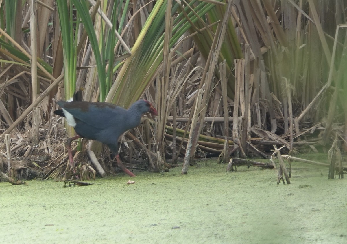Philippine Swamphen - ML641358953