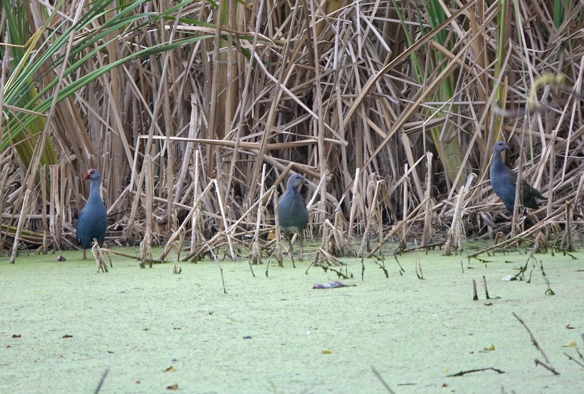 Philippine Swamphen - ML641358954